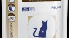 Мачката не јаде и не пие: алармантни симптоми кои треба да ги предупредат